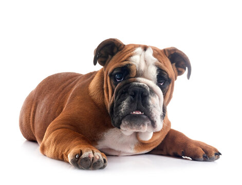 english bulldog in studio