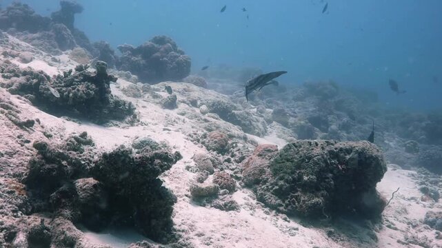 batfish getting cleaned on coral reef underwater in the Maldives