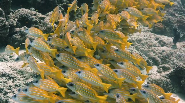 blue banded snapper school on tropical reef in the Maldives