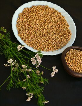 Coriander seeds, dried, with small white flowers, green fresh coriander seeds and leaves background, top view in black background, cilantro, dhania seed