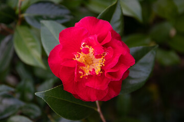 Beautiful red camellia flower 