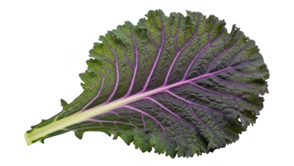 Kale leaf with purple veins isolated on transparent background