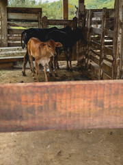 Cows and horses grazing at a Ranch in the countryside of Sao Paulo, Brazil.