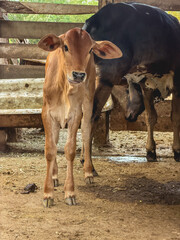 Cows and horses grazing at a Ranch in the countryside of Sao Paulo, Brazil.
