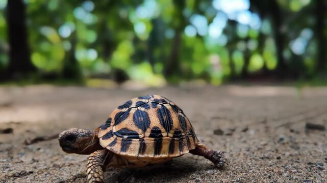 Baby Indian star tortoise walking in slow motion, dual perspective reptile movement, calming wildlife clip

