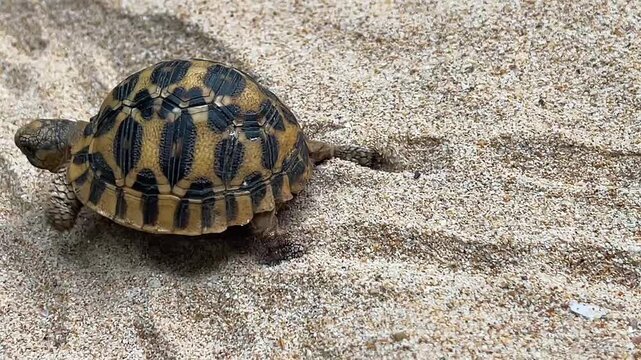 Macro top view of baby Indian star tortoise walking, detailed shell texture, symbolic wildlife footage