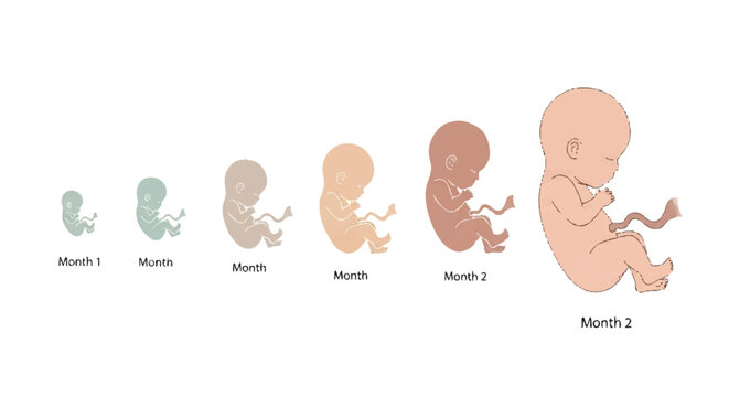 Illustration of human fetus pregnancy development stages from month 1 to 9 in various colors on a white background.
