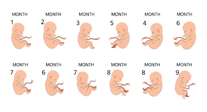 Infographic illustrating human pregnancy development stages from month one to nine with detailed fetal illustrations on a white background.
