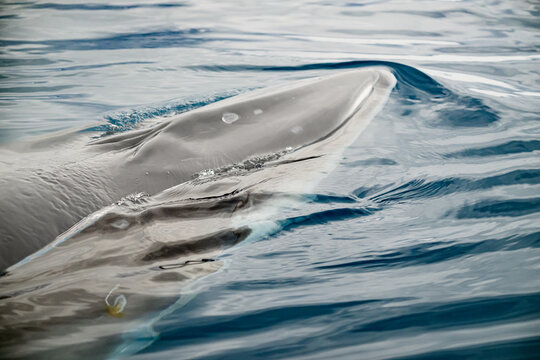 An Antarctic minke whale or Southern Minke Whale (Balaenoptera bonaerensis) surfaces in Cierva Cove, Antarctica.