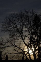 silhouette of tree