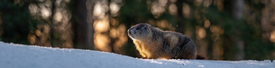 Obraz premium Marmot in snowy forest at sunset