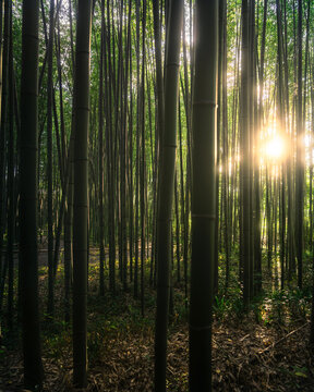 View of towering bamboo stalks reach for the sky, illuminated by a radiant burst of sunlight filtering through the dense canopy, Kyoto, Kyoto, Japan.