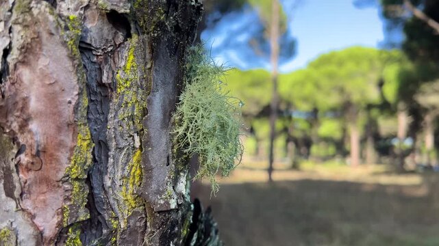 Calming Forest Lichen After Rain Frame, Mental Health Nature Background