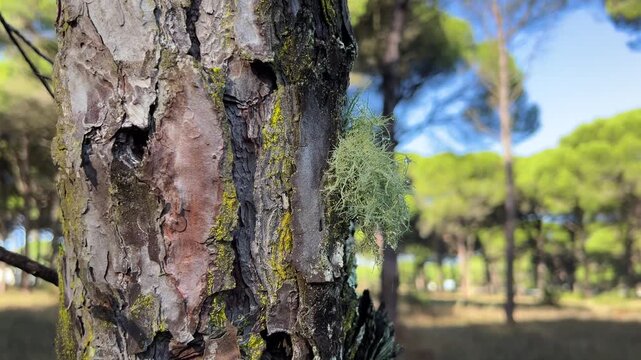 Fresh Green Lichen After Rain, Sustainable Nature Background