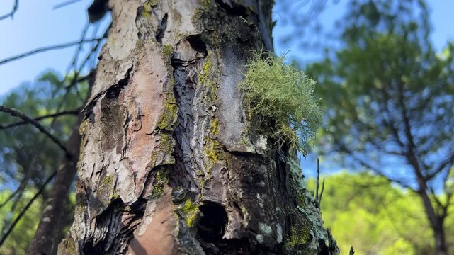 Dew Covered Lichen on Tree Bark, Calm Forest Wellness Background