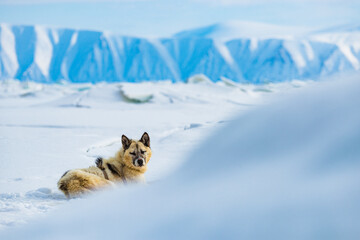 Greenland dog relaxing in snow outside Qaanaaq village, Greenland on a clear day with icy mountains in the background