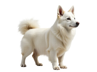 A purebred white dog sitting on a plain white surface, ideal for animal-themed projects or as a placeholder image