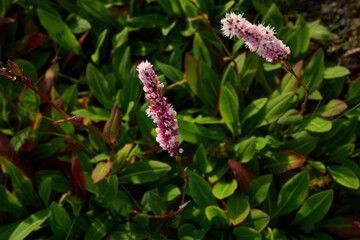 Pink Plants