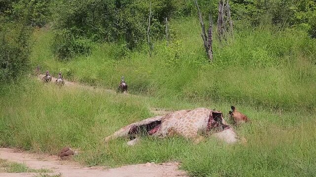 Four Hooded vulture walking to giraffe carcass in Greater Kruger National park, South Africa ; Specie family Necrosyrtes monachus of Accipitridae
