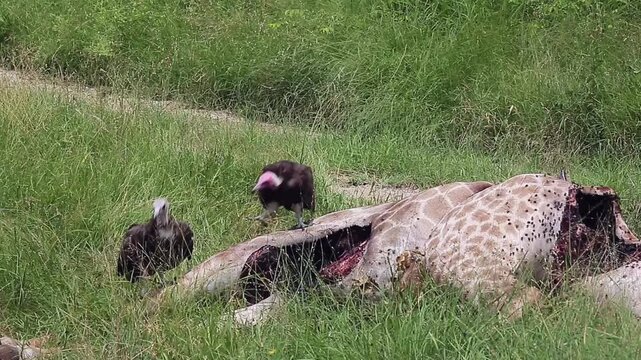 Three Hooded vulture scavenging on a giraffe carcass in Greater Kruger National park, South Africa ; Specie family Necrosyrtes monachus of Accipitridae