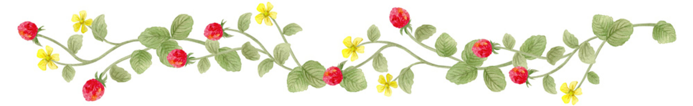 へびいちご Watercolor mock strawberry floral border. Hand-painted wild strawberry vine and yellow flower High quality footer illustration.-300dpi-