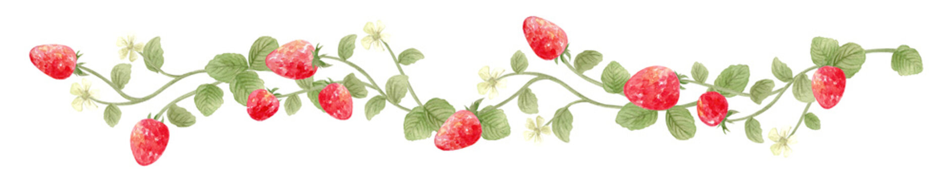 Watercolor strawberry border with red berries and white flowers. Hand-painted fruit footer illustration.-300dpi-