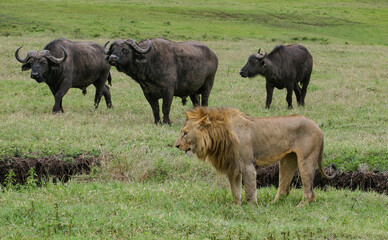 Male lion and African buffalo in Ngorongoro National Park