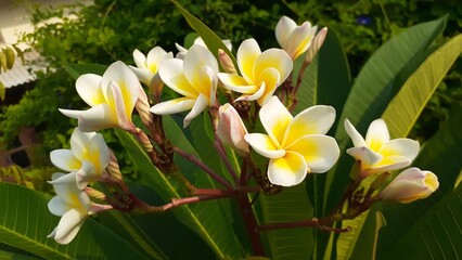 Fototapeta premium Plumeria rubra, also known as frangipani in the garden. In Indonesia it is called the Kamboja flower.