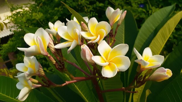Plumeria rubra, also known as frangipani in the garden. In Indonesia it is called the Kamboja flower.