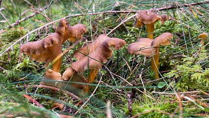 Pick-ripe funnel chanterelles in the forest