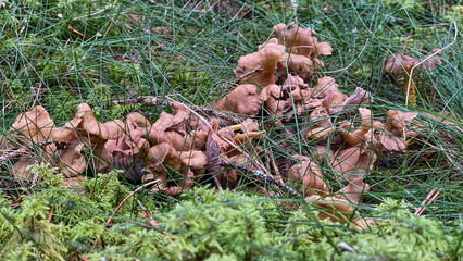 Pick-ripe funnel chanterelles in the forest