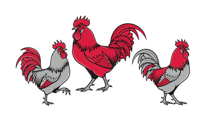 Three colorful roosters standing in different poses © MSF