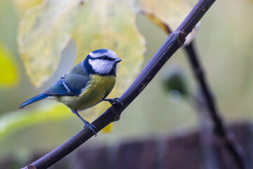 Songbird Blue tit portrait outdoor © Hilda Weges