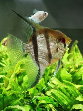 A Mature Freshwater Angel Fish in an Aquarium Planted with Java Fern and some of It's Tank Mates