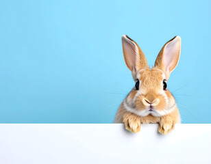 Obraz premium Cute bunny peeking over a pastel blue surface with large ears, minimal Easter and spring concept with copy space.