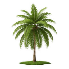 Fototapeta premium Palm tree isolated on transparent background