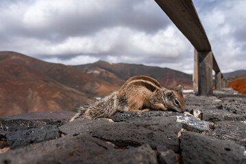 A Barbary ground squirrel lies on dark volcanic rocks by a wooden guardrail in the Canary Islands. Overcast light and clouds frame barren hills and a caldera like backdrop.