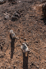 Fototapeta premium Two Barbary ground squirrels stand upright on rust lava stones, casting long shadows at midday in the Canary Islands, with a low angle emphasizing a begging posture.
