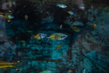 Fototapeta premium Small tropical fish drift in a dim aquarium tank in Gran Canaria. A striped green and yellow central fish moves amid rocky background with soft cool light.