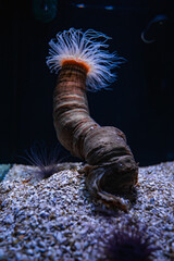 A large sea anemone rises from a gravelly seabed in Gran Canaria aquarium, white feathery tentacles around an orange crown, cool dim lighting, shallow depth of field. © Aerial Film Studio