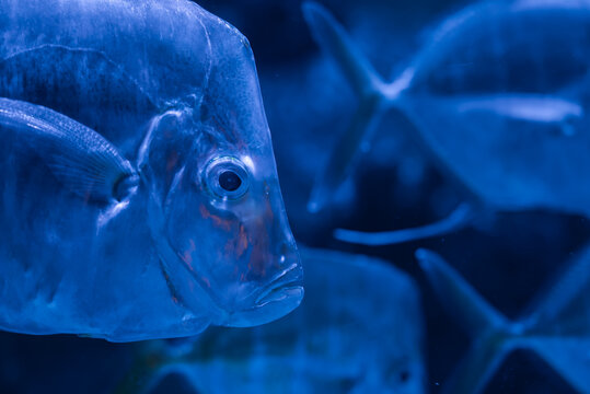 A silvery lookdown like fish glides past the lens in Poema del Mar, Las Palmas, with blurred fish behind. Cool monochrome light and shallow depth of field define form.