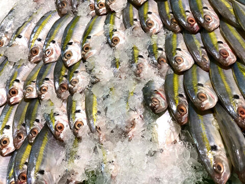 Fresh fish in a pile of ice. Selar fishs, YellowTail Scads, Horse Mackerels at the seafood market