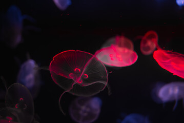 Translucent moon jellyfish drift in a dark tank in Gran Canaria. Neon red and magenta rims trace radial canals and four horseshoe gonads in low key light.