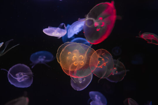 Translucent moon jellyfish drift in soft backlighting, their bell bodies glow in red, orange, violet. Clover shaped gonads are visible at Poema del Mar Aquarium.