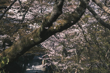 三井寺、美しい満開の桜が咲く風景、滋賀、日本