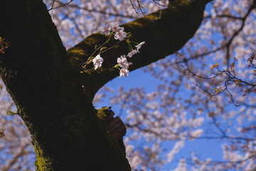 三井寺、美しい桜、滋賀、日本