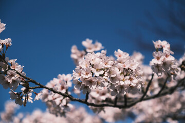 三井寺、美しい満開の桜が咲く風景、滋賀、日本