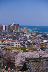 三井寺、美しい満開の桜が咲く風景、滋賀、日本