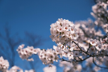 三井寺、美しい満開の桜が咲く風景、滋賀、日本