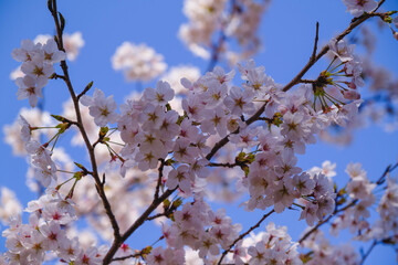 三井寺、美しい満開の桜が咲く風景、滋賀、日本